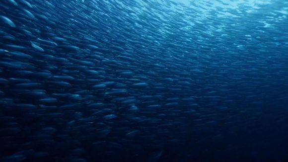 BBC:大西洋:地球最狂野的海洋（紀錄片）/Atlantic: The Wildest Ocean on Earth